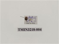 藏品(台灣三色花瓢蟲)的圖片